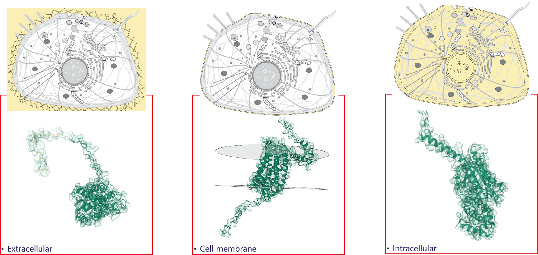 Protein Services Protein Services