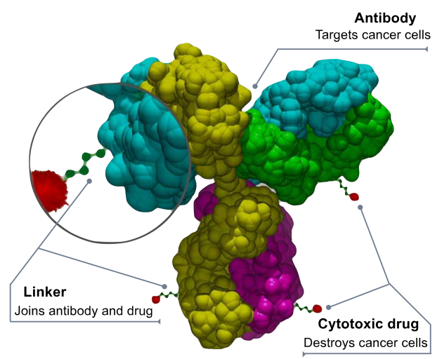 The advent of the era of antibody coupled drug ADC The advent of the era of antibody coupled drug ADC