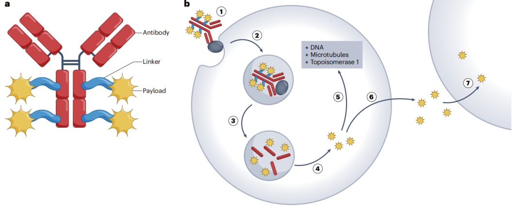 The advent of the era of antibody coupled drug ADC The advent of the era of antibody coupled drug ADC