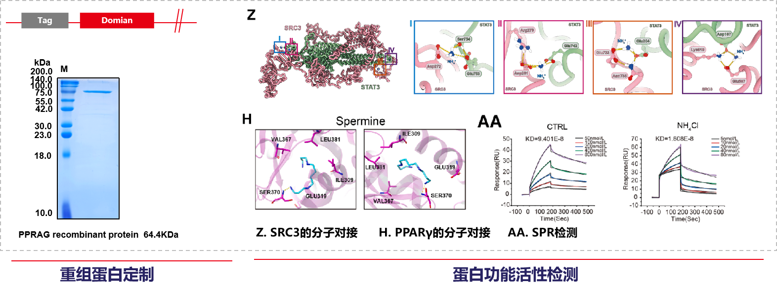 The ammonia produced by tumors promotes the enrichment of regulatory T-cells and inhibits the anti-tumor immune response The ammonia produced by tumors promotes the enrichment of regulatory T-cells and inhibits the anti-tumor immune response