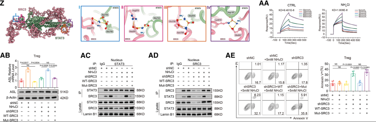 The ammonia produced by tumors promotes the enrichment of regulatory T-cells and inhibits the anti-tumor immune response The ammonia produced by tumors promotes the enrichment of regulatory T-cells and inhibits the anti-tumor immune response