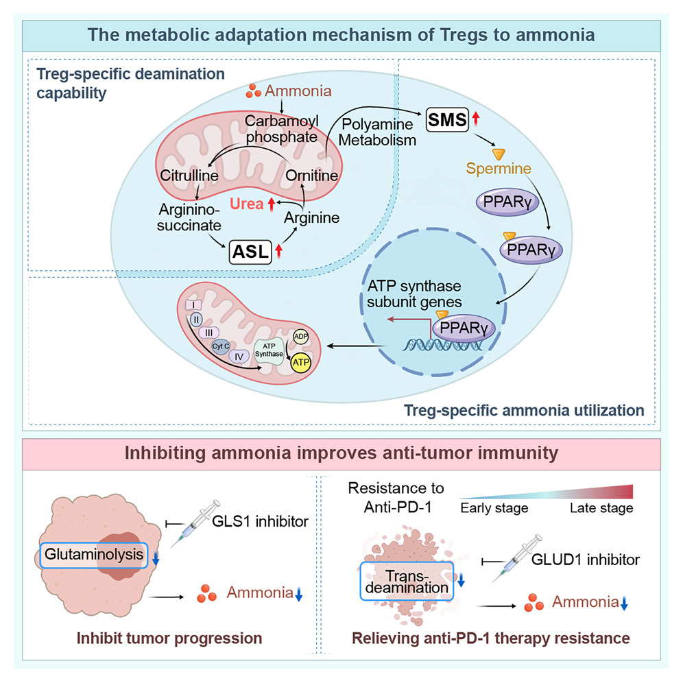 The ammonia produced by tumors promotes the enrichment of regulatory T-cells and inhibits the anti-tumor immune response The ammonia produced by tumors promotes the enrichment of regulatory T-cells and inhibits the anti-tumor immune response